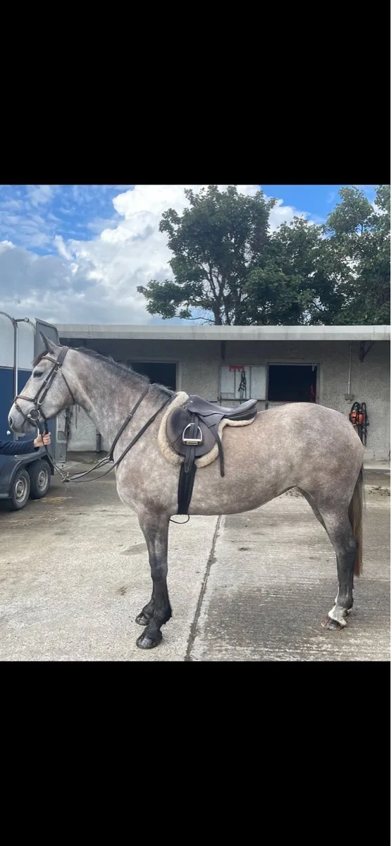 3yr old ID filly - Image 3