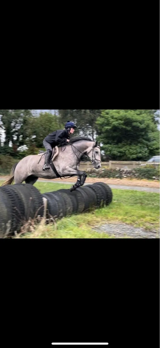 3yr old ID filly - Image 4