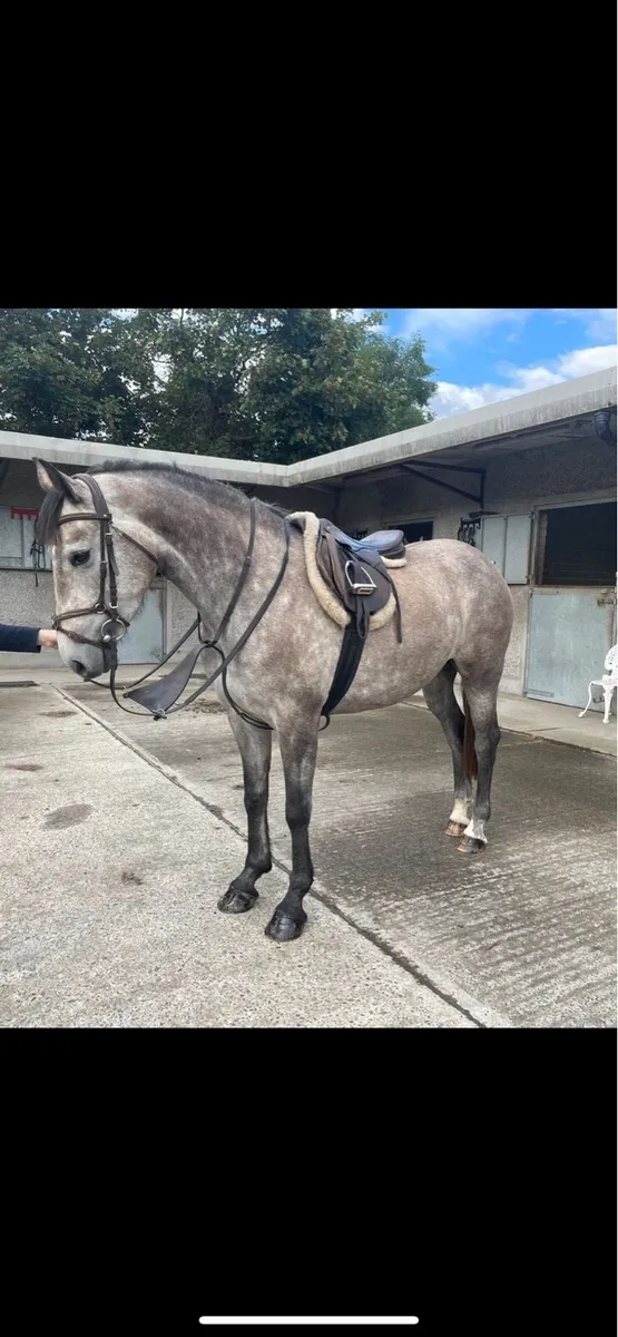 3yr old ID filly - Image 1