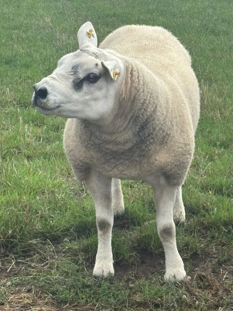 Texel  Rams - Image 2