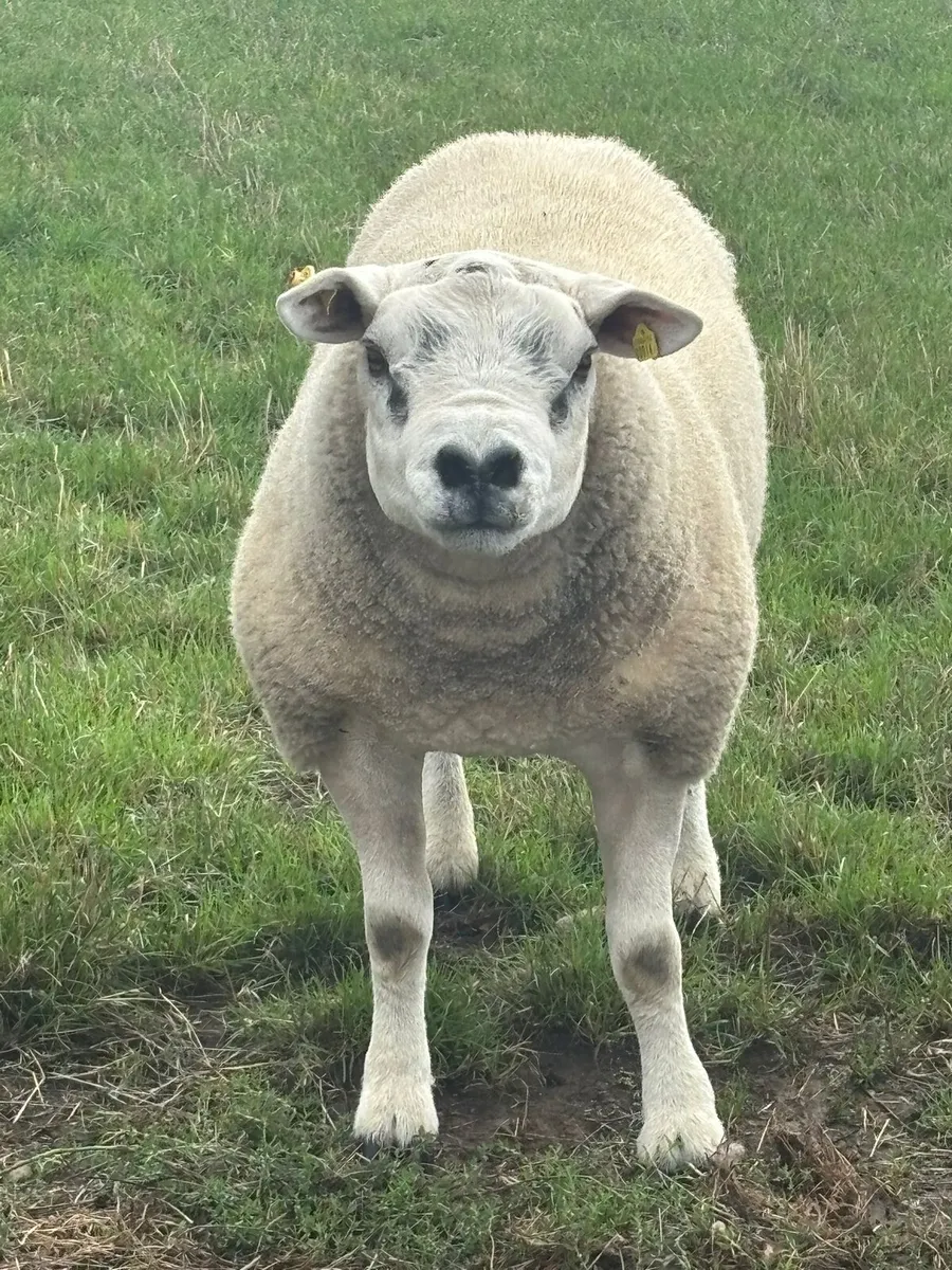 Texel  Rams - Image 3