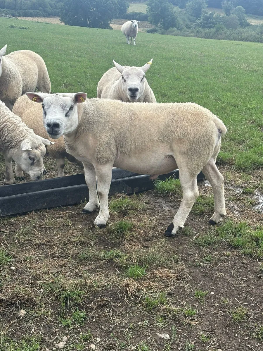 Texel  Rams - Image 4