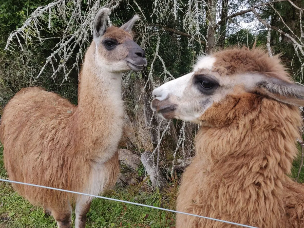 Llama and llama/alpaca - Image 1