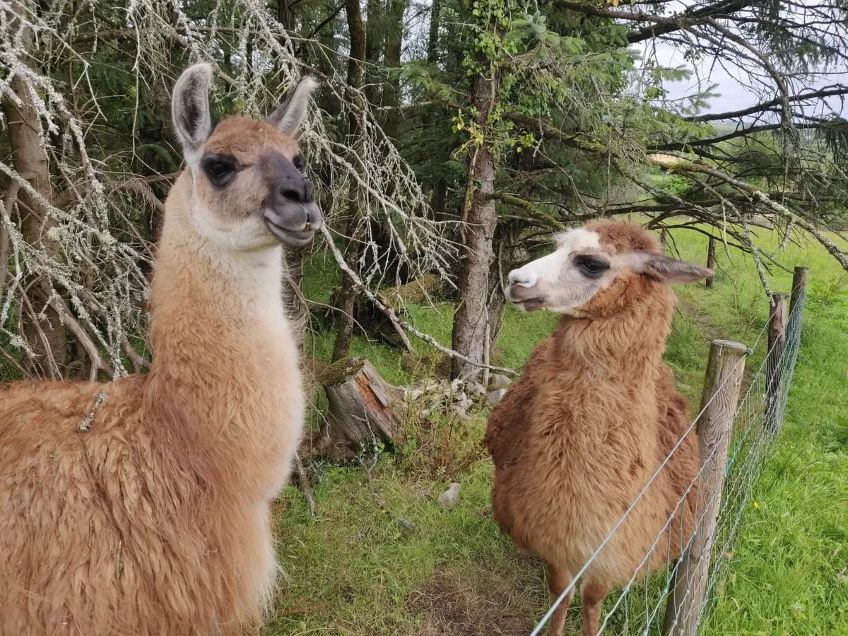 Llama and llama/alpaca - Image 2