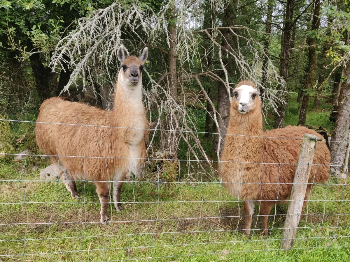 Llama and llama/alpaca - Image 3