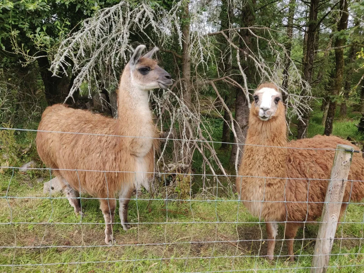 Llama and llama/alpaca - Image 4