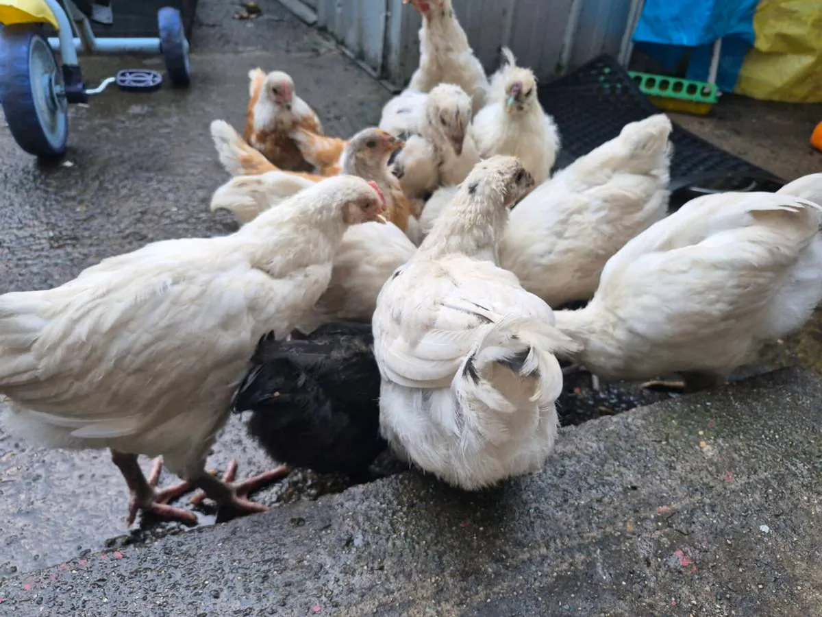 9 week old chickens - Image 2