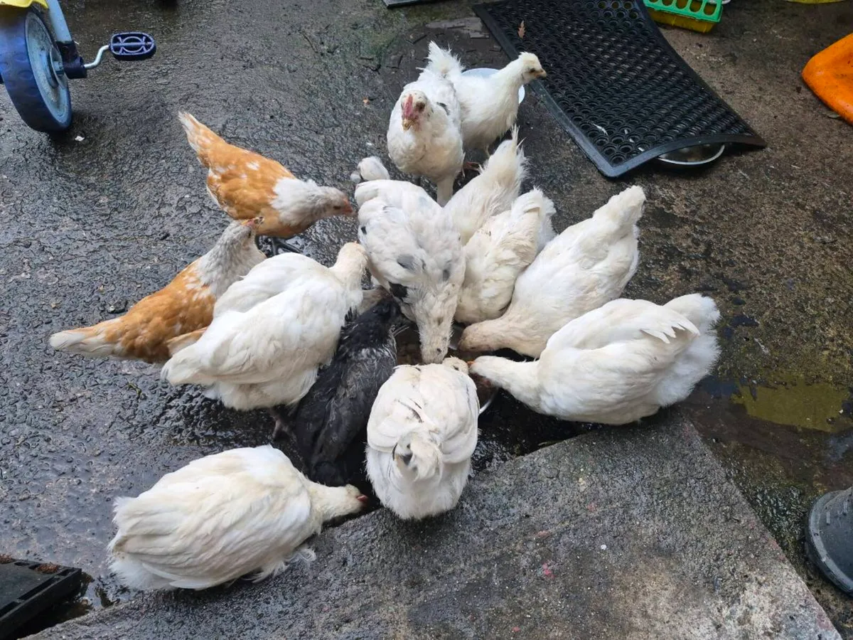 9 week old chickens - Image 3