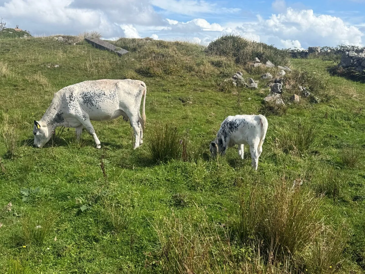 Cow - Image 2
