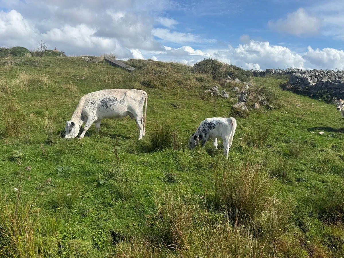 Cow - Image 3