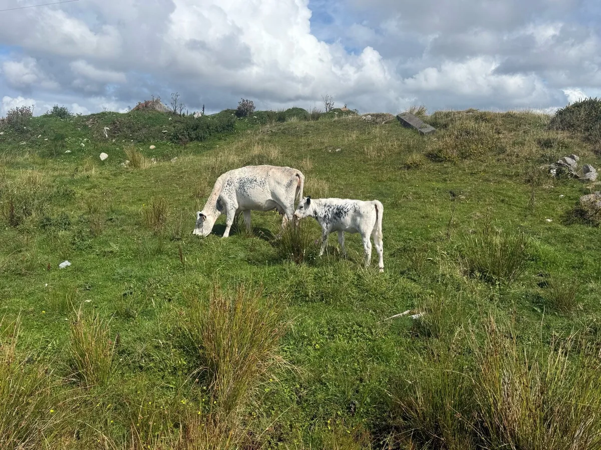 Cow - Image 4