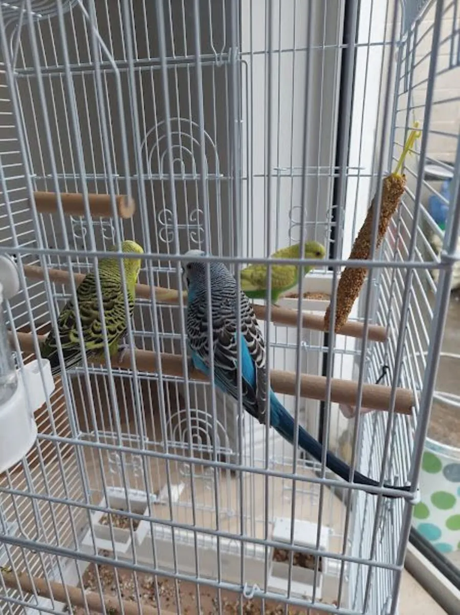3 young Budgerigars with 2  white metal cages - Image 1
