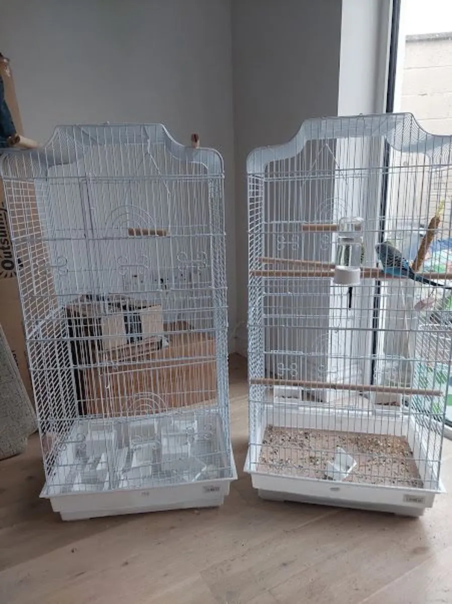 3 young Budgerigars with 2  white metal cages - Image 2