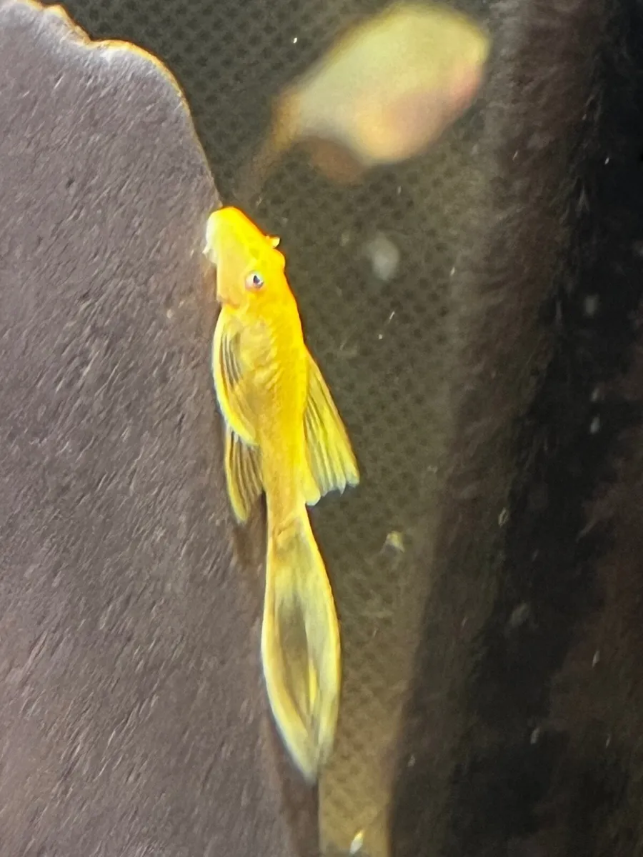 Tropical fish - Image 4