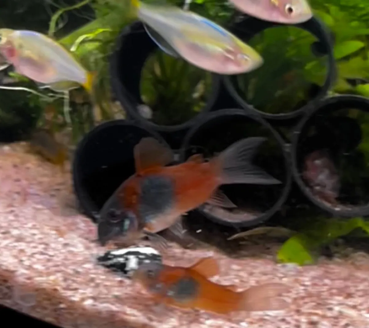 Tropical fish - Image 1