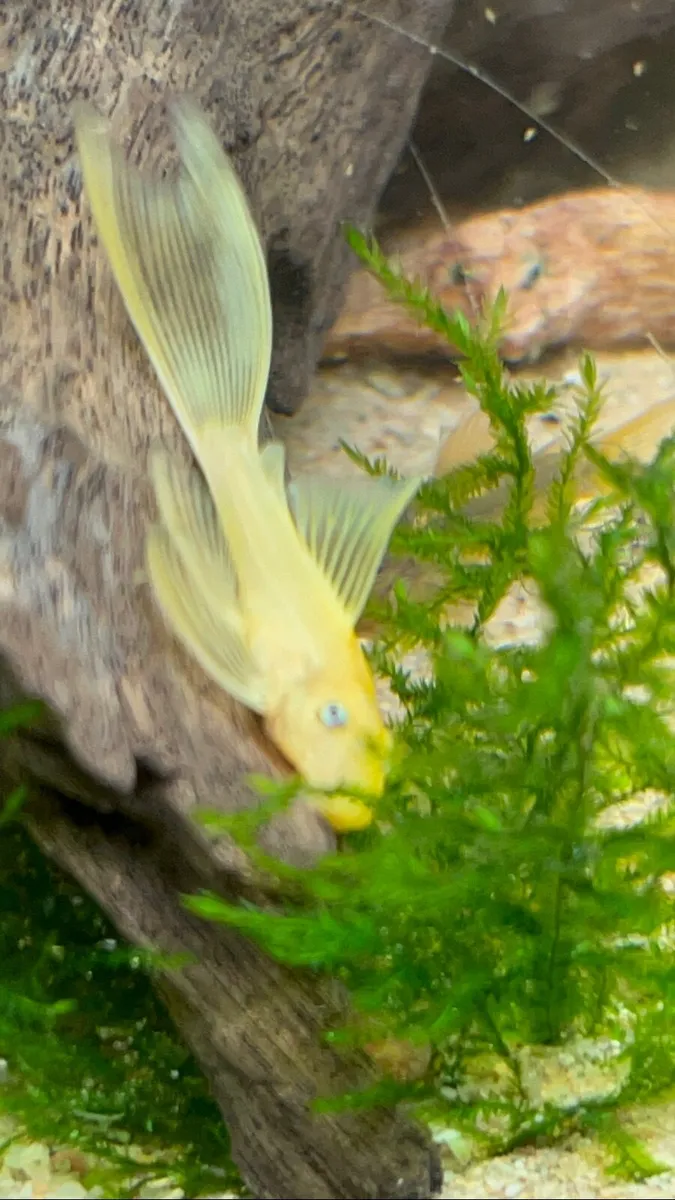 Tropical fish - Image 2