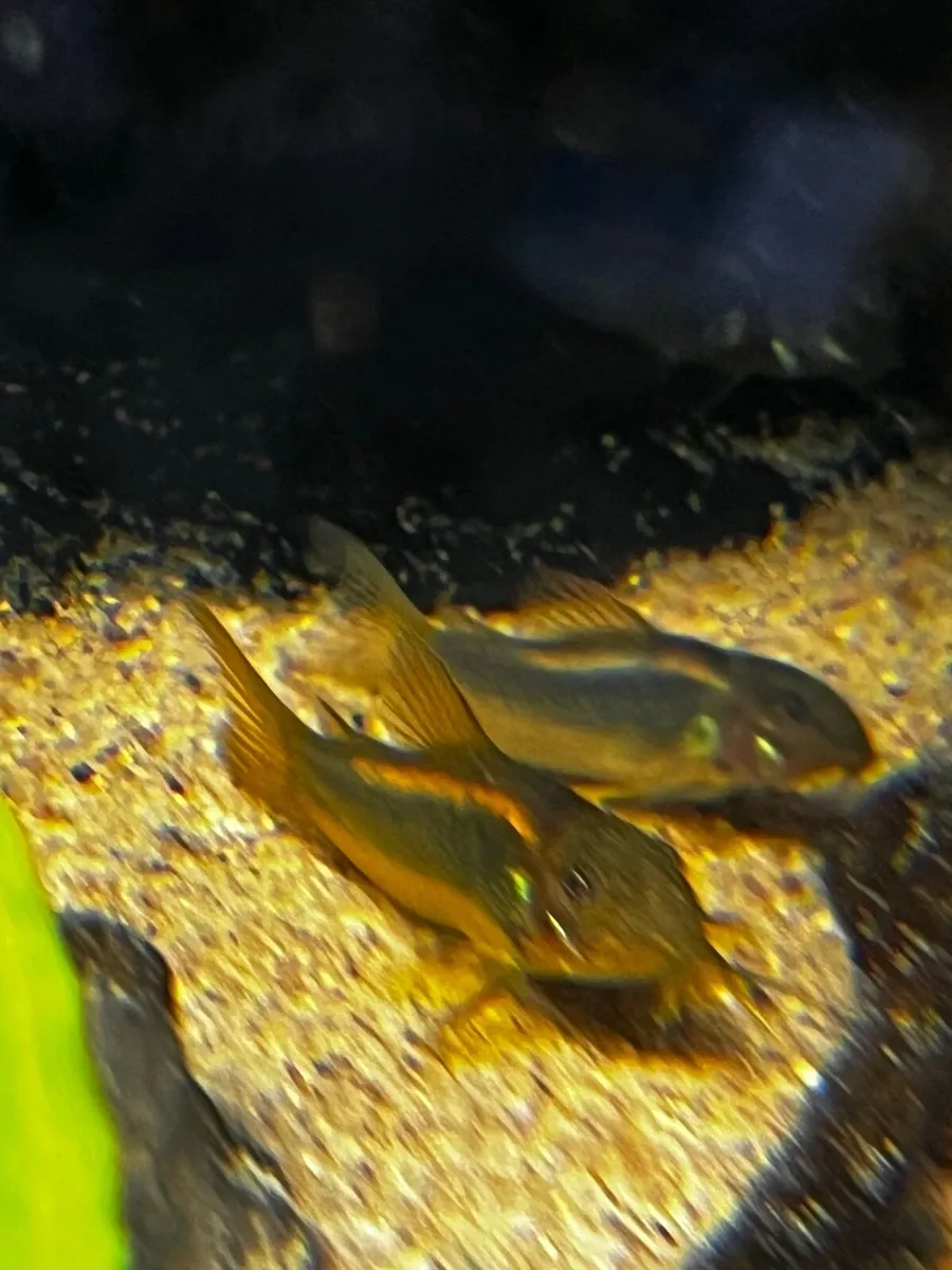 Tropical fish - Image 3
