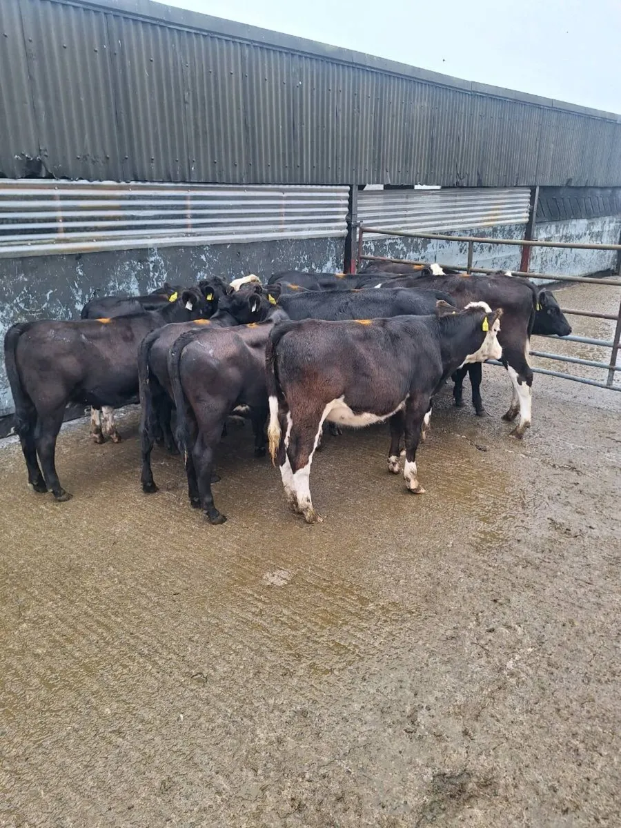 Angus and Hereford Heifers - Image 1