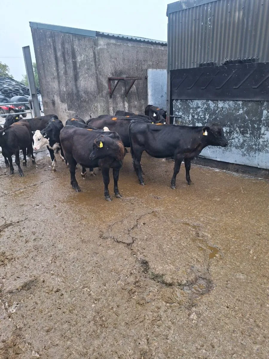 Angus and Hereford Heifers - Image 2