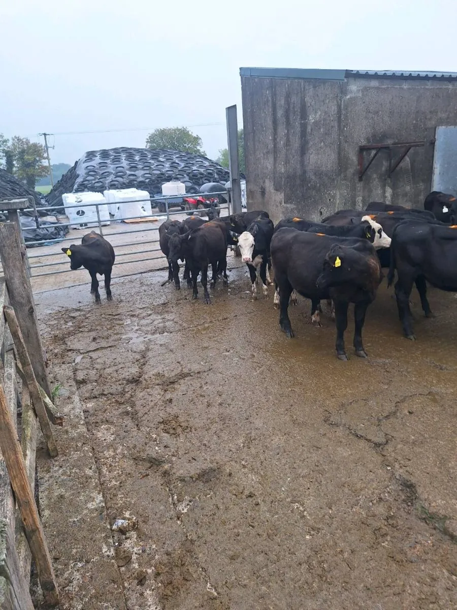 Angus and Hereford Heifers - Image 3