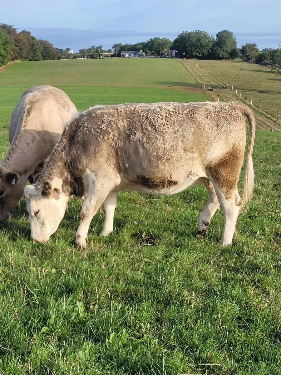 Incalf Charlie Heifers - Image 3
