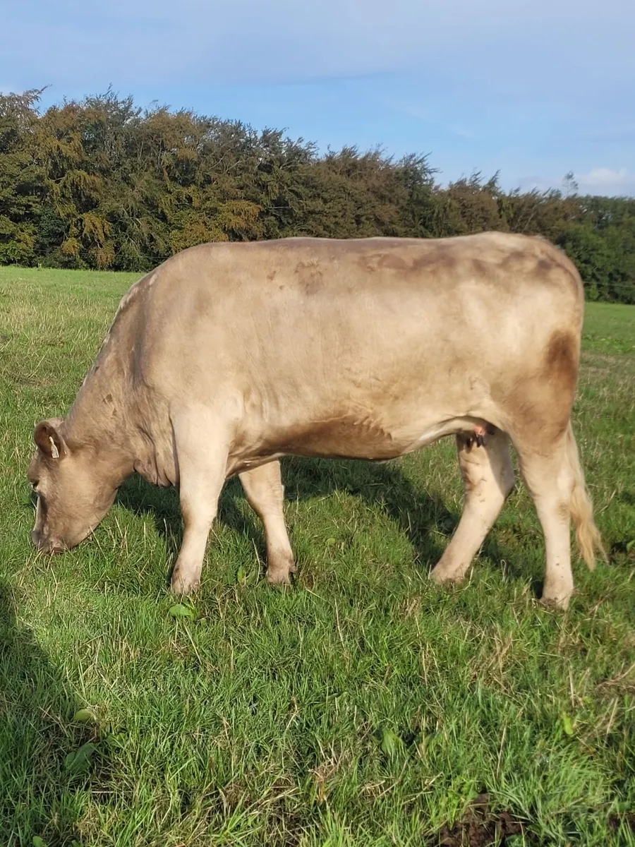 Incalf Charlie Heifers - Image 4
