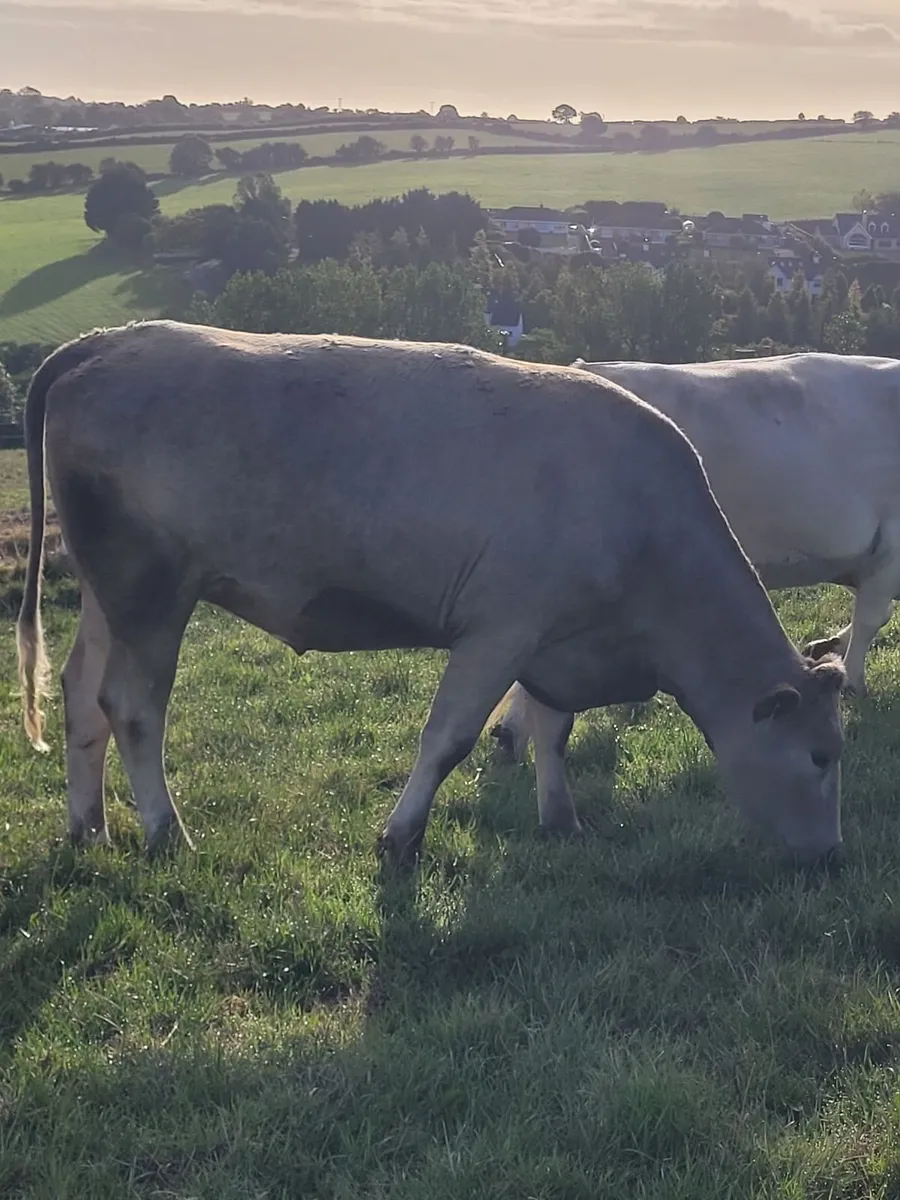 Incalf Charlie Heifers - Image 2