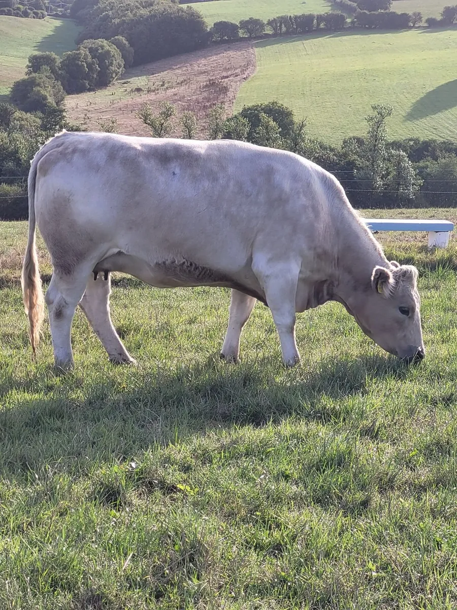 Incalf Charlie Heifers - Image 1