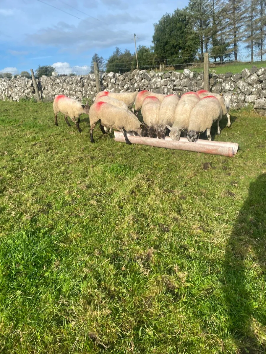 Sheep - Image 2