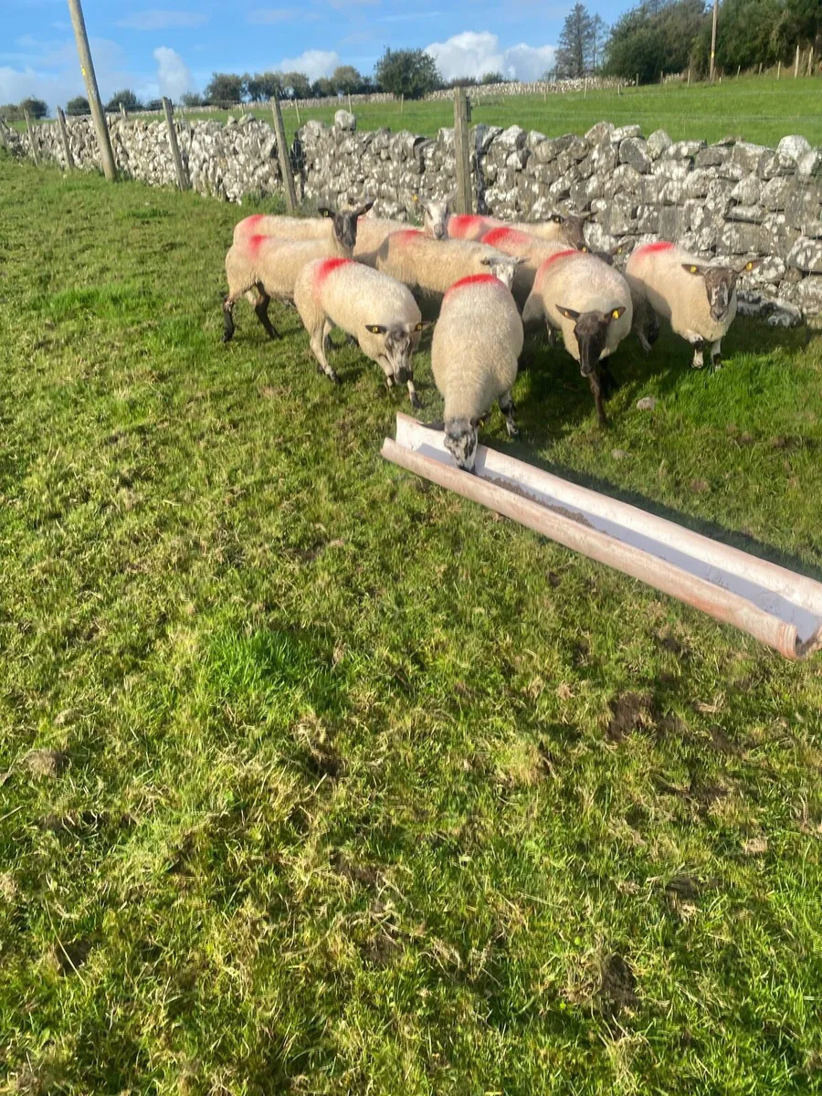 Sheep - Image 3
