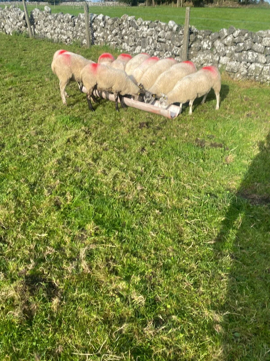 Sheep - Image 4