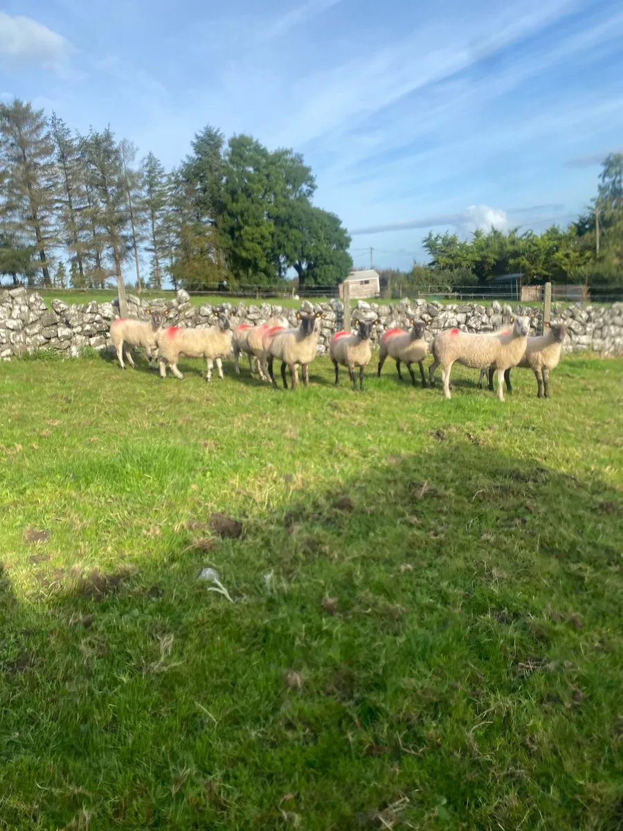 Sheep - Image 1