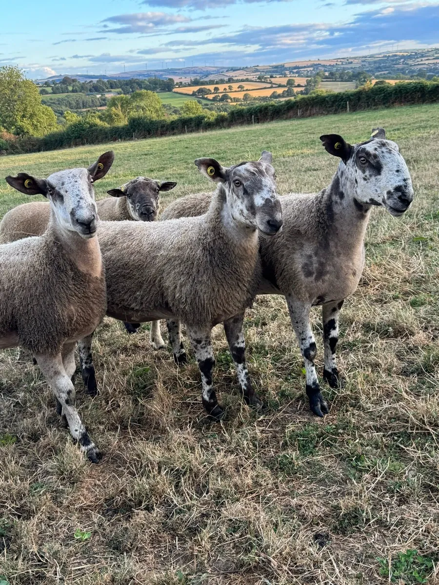 Bluefaced Leicester hogget Ram - Image 2