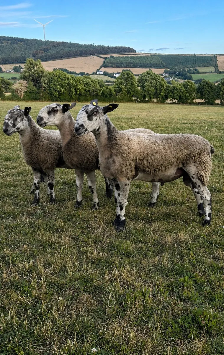 Bluefaced Leicester hogget Ram - Image 3