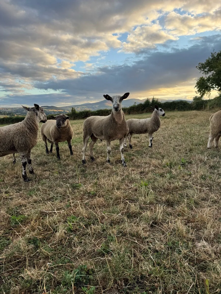 Bluefaced Leicester hogget Ram - Image 1