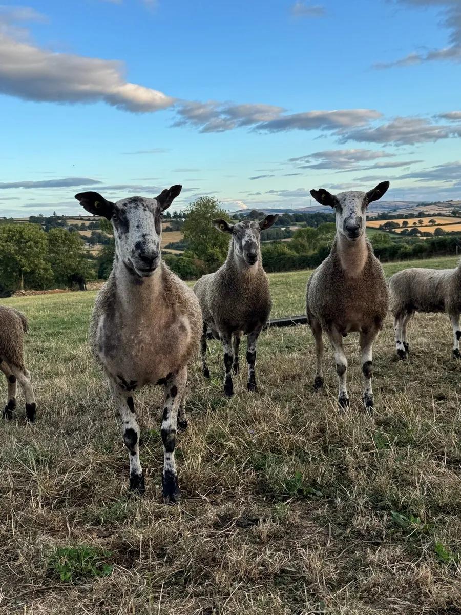 Bluefaced Leicester hogget Ram - Image 4