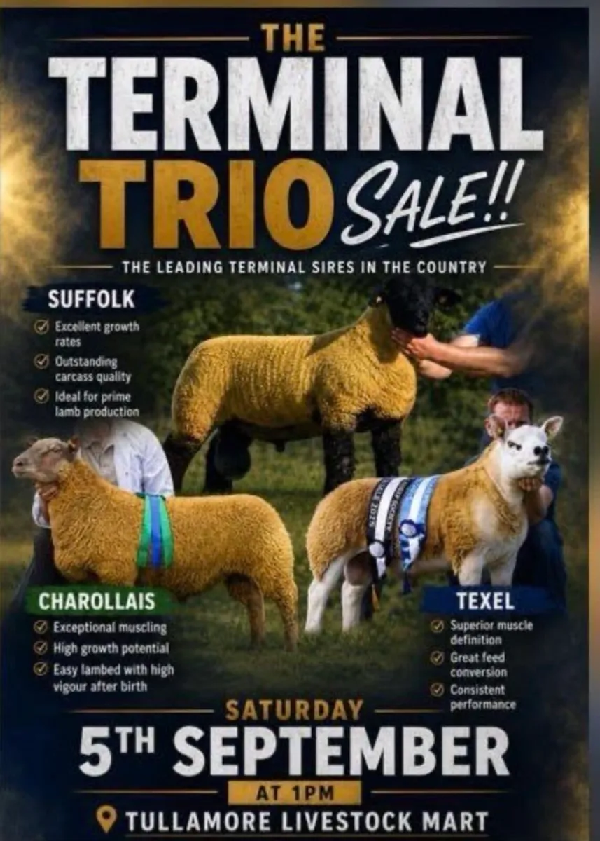 SOI Suffolk 2nd Premier Sale _ Terminal Trio