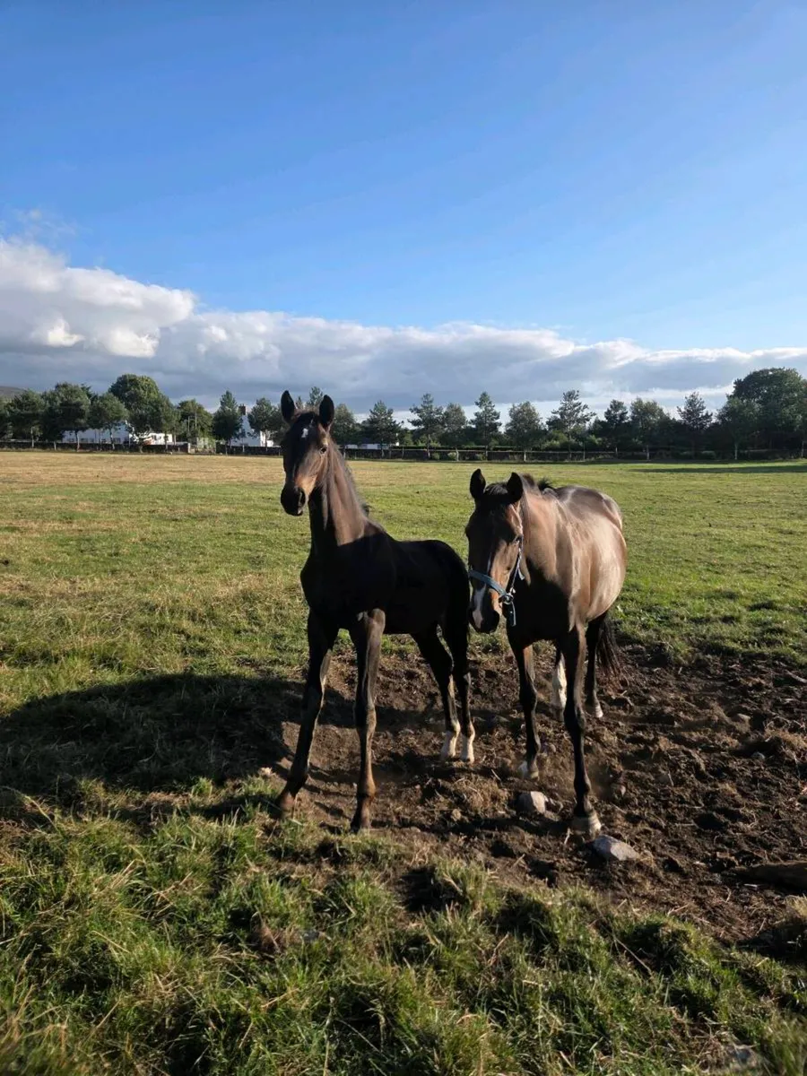 Sporthorse Foals - Image 1
