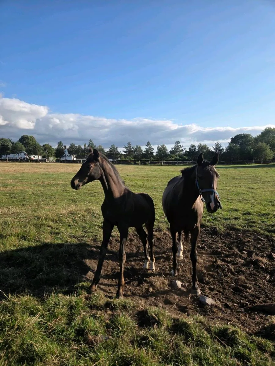 Sporthorse Foals - Image 2