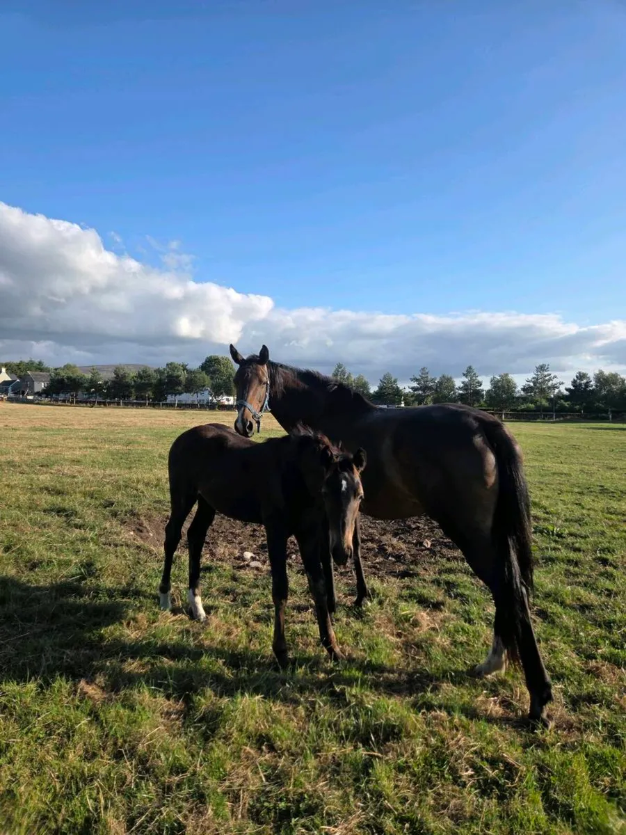 Sporthorse Foals - Image 3
