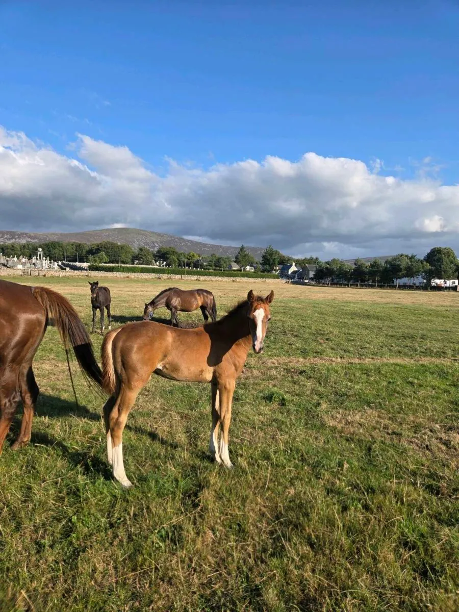 Sporthorse Foals - Image 4