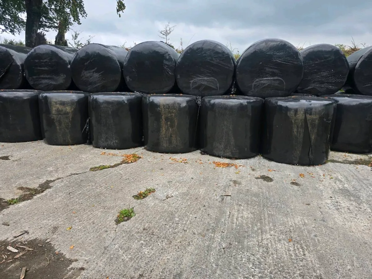 2026 silage bales first cut