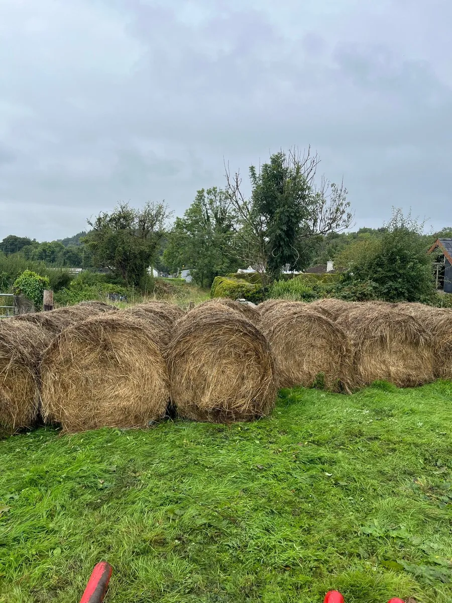 Bales of Rough grass/Rushes