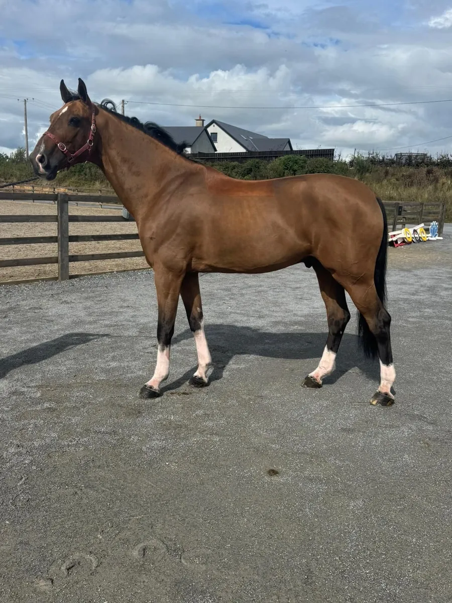 Serious Amateur COH/JNR Horse - Image 3
