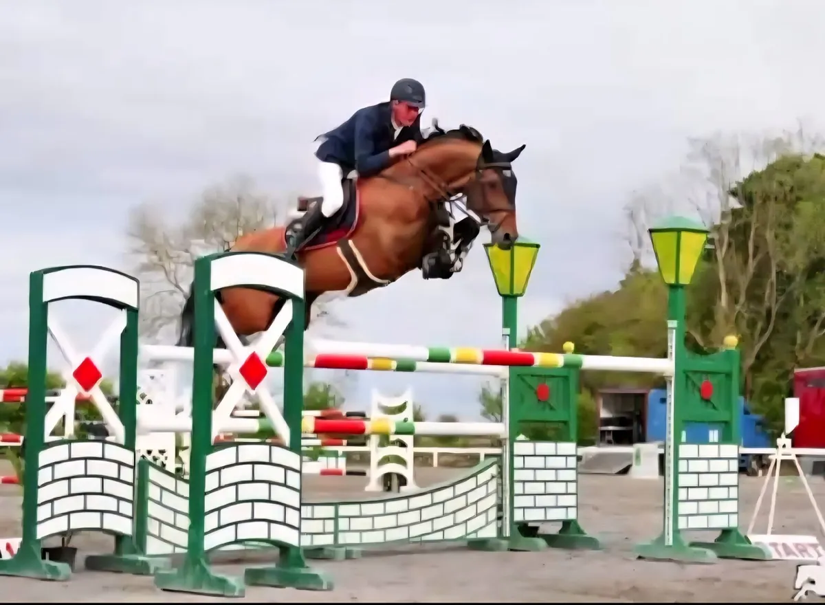 Serious Amateur COH/JNR Horse - Image 1