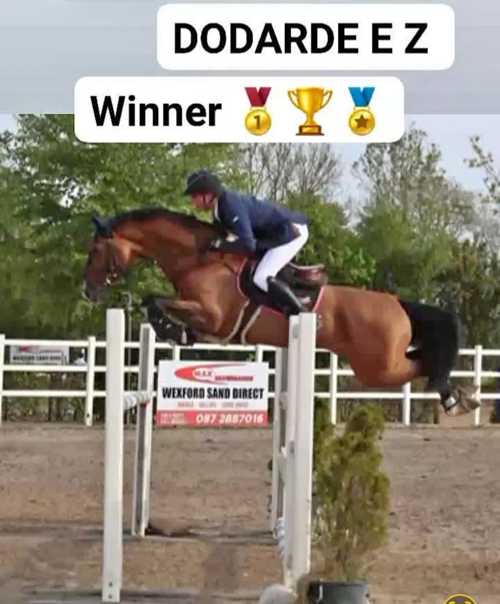 Serious Amateur COH/JNR Horse - Image 4