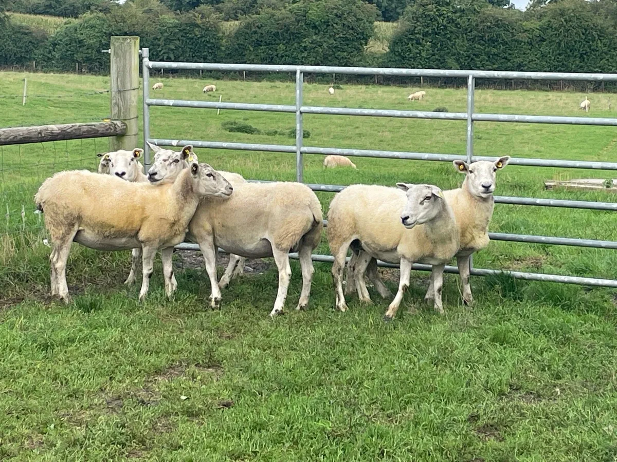 Brood Ewes - Image 1