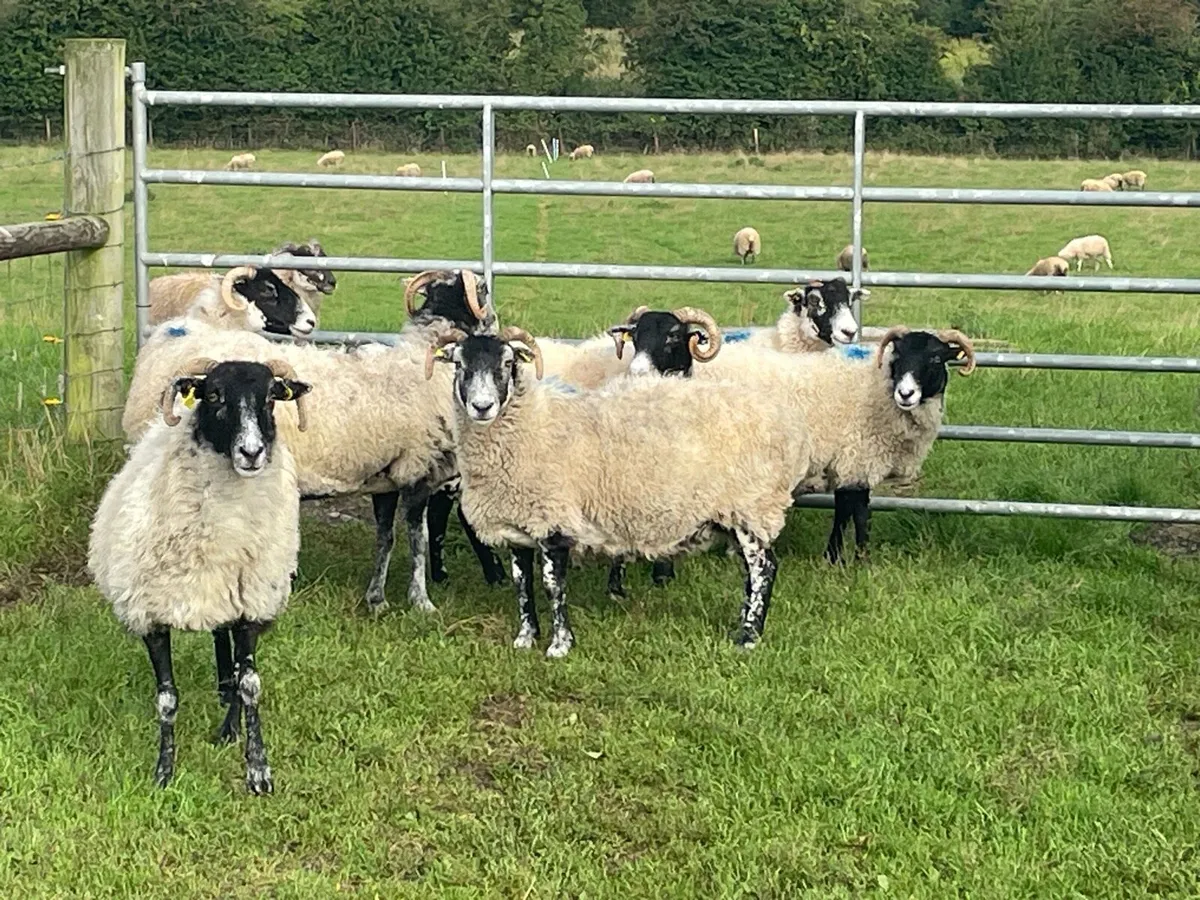 Brood Ewes - Image 2