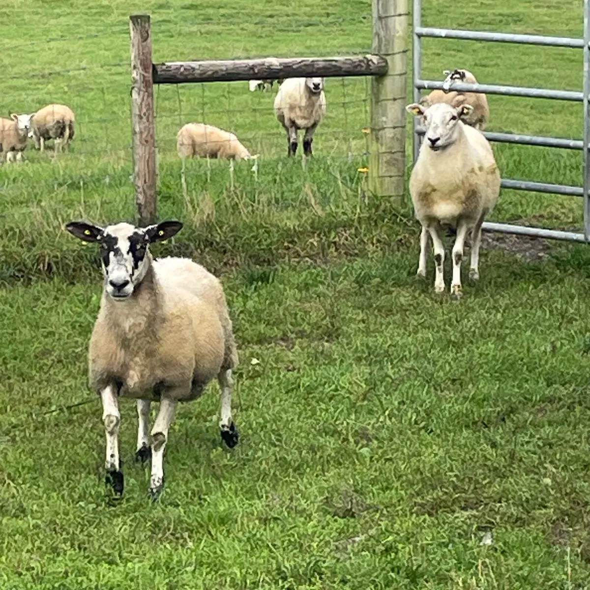 Brood Ewes - Image 3