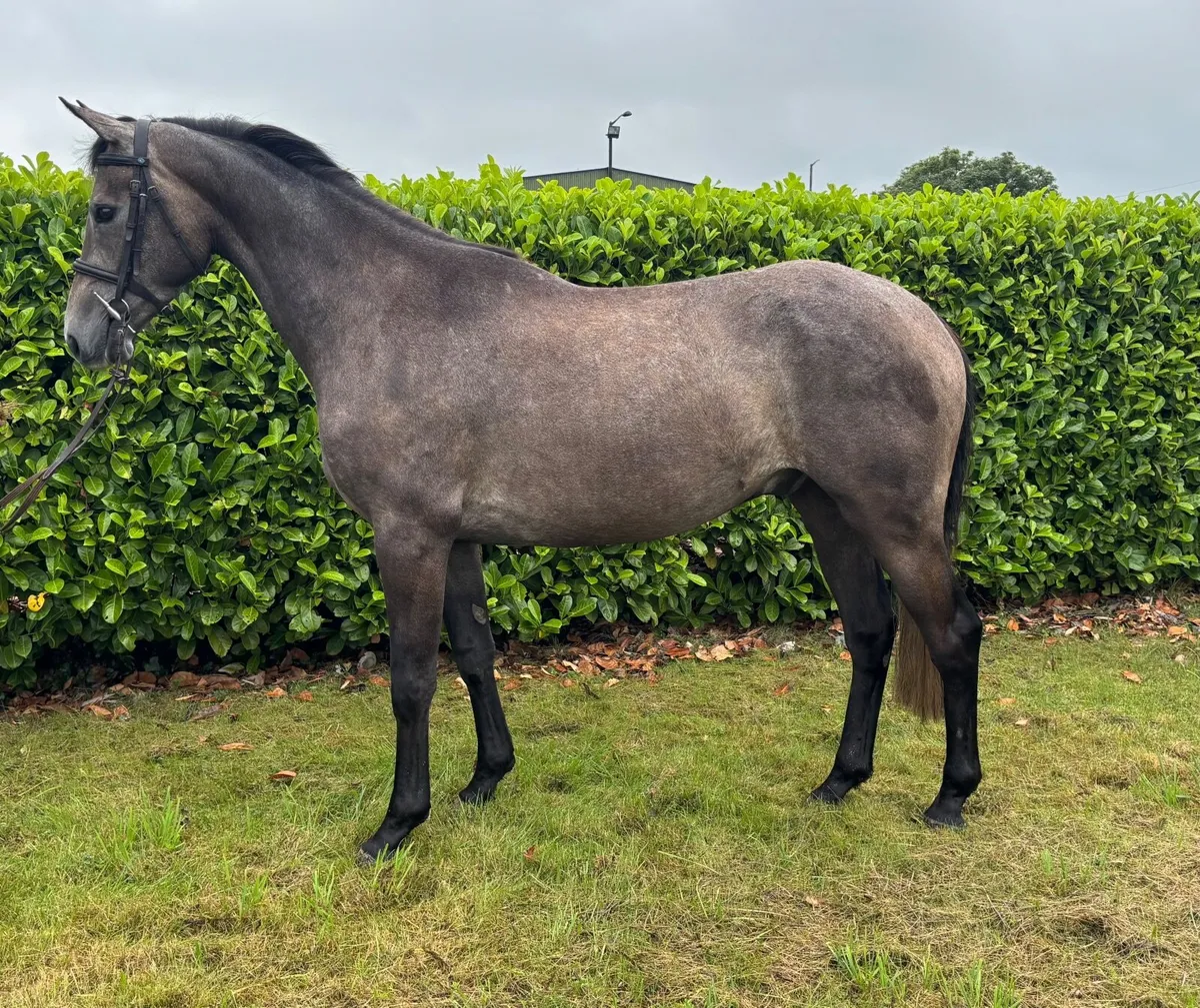 Allrounder/intermediate - Image 2